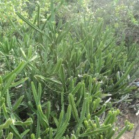 Euphorbia trigona Mill.